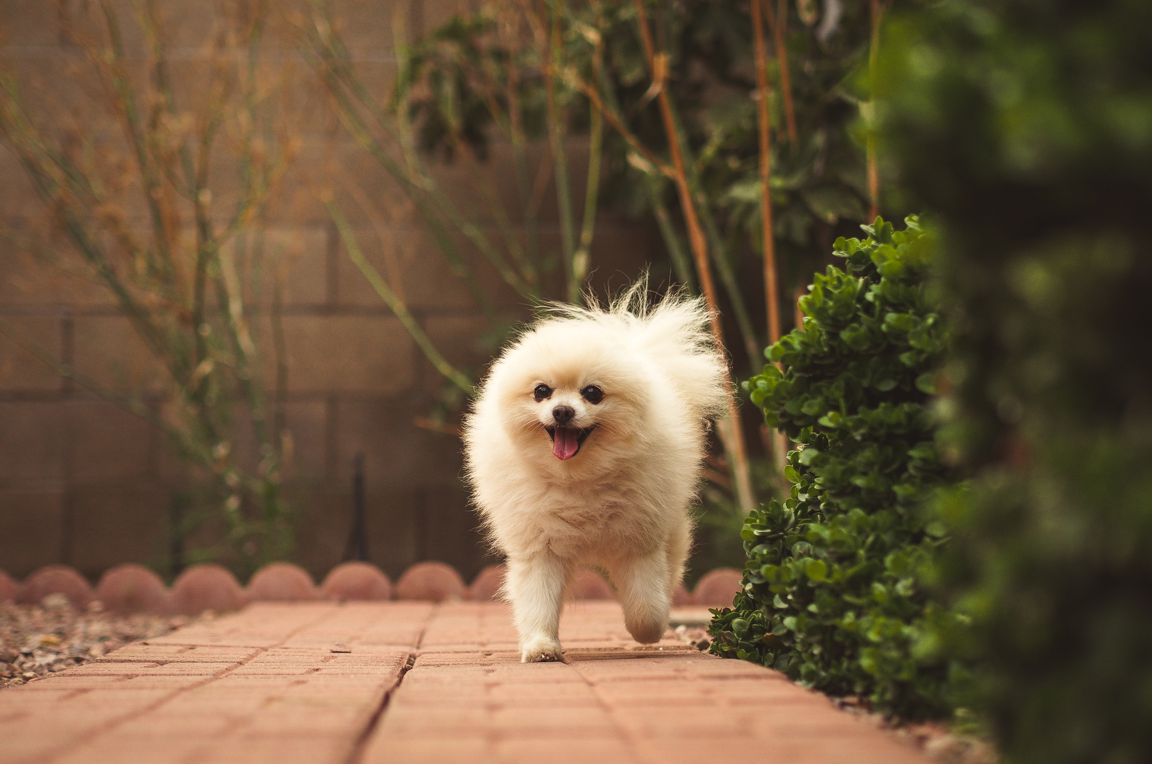 Small white pomeranian on a red brick road